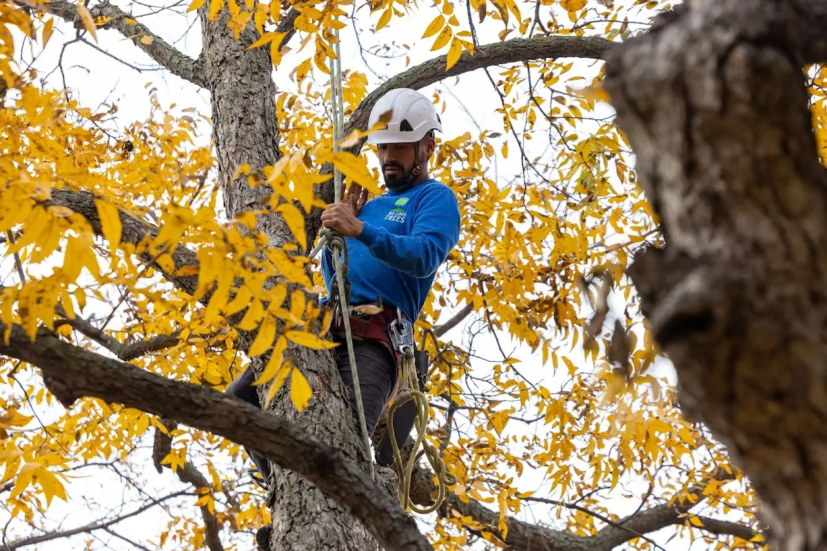 Skilled Tree Trimming crew working in Atkins